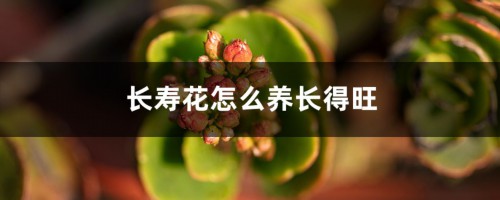 长寿花怎么养长得旺