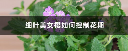 细叶美女樱如何控制花期