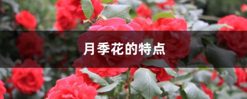 月季花的特点，月季花的图片