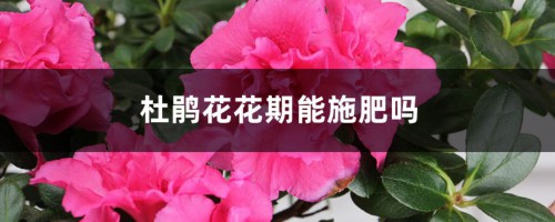 杜鹃花花期能施肥吗，杜鹃花什么时候施肥