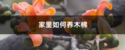 家里如何养木棉，家里种有什么寓意吗