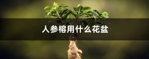 人参榕用什么花盆