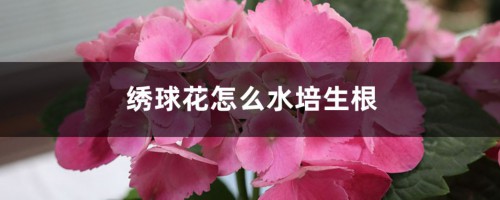 绣球花怎么水培生根