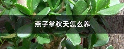 燕子掌秋天怎么养