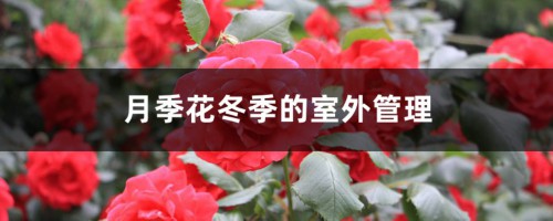 月季花冬季的室外管理