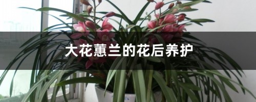 大花蕙兰的花后养护